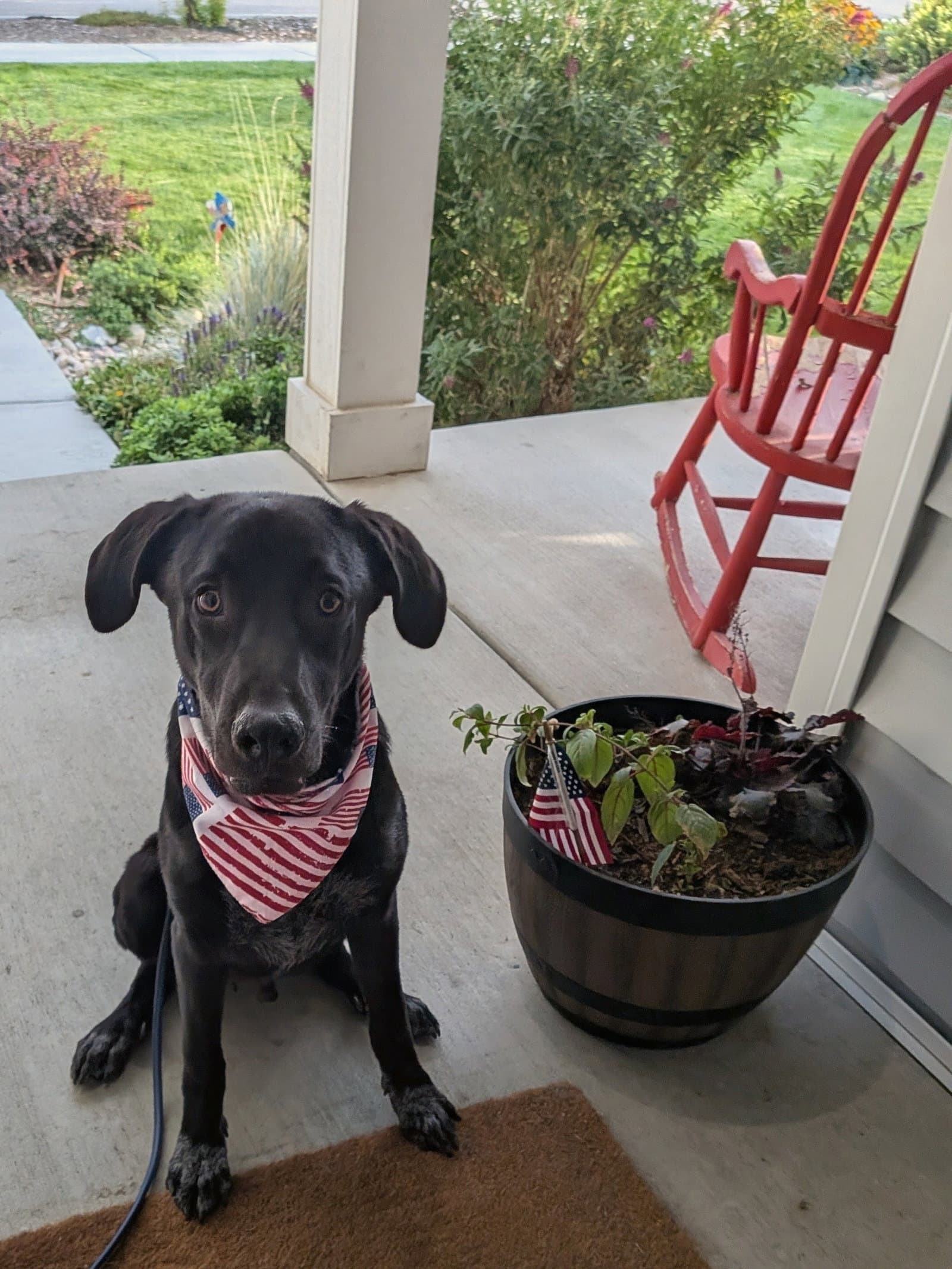 All American Kai
