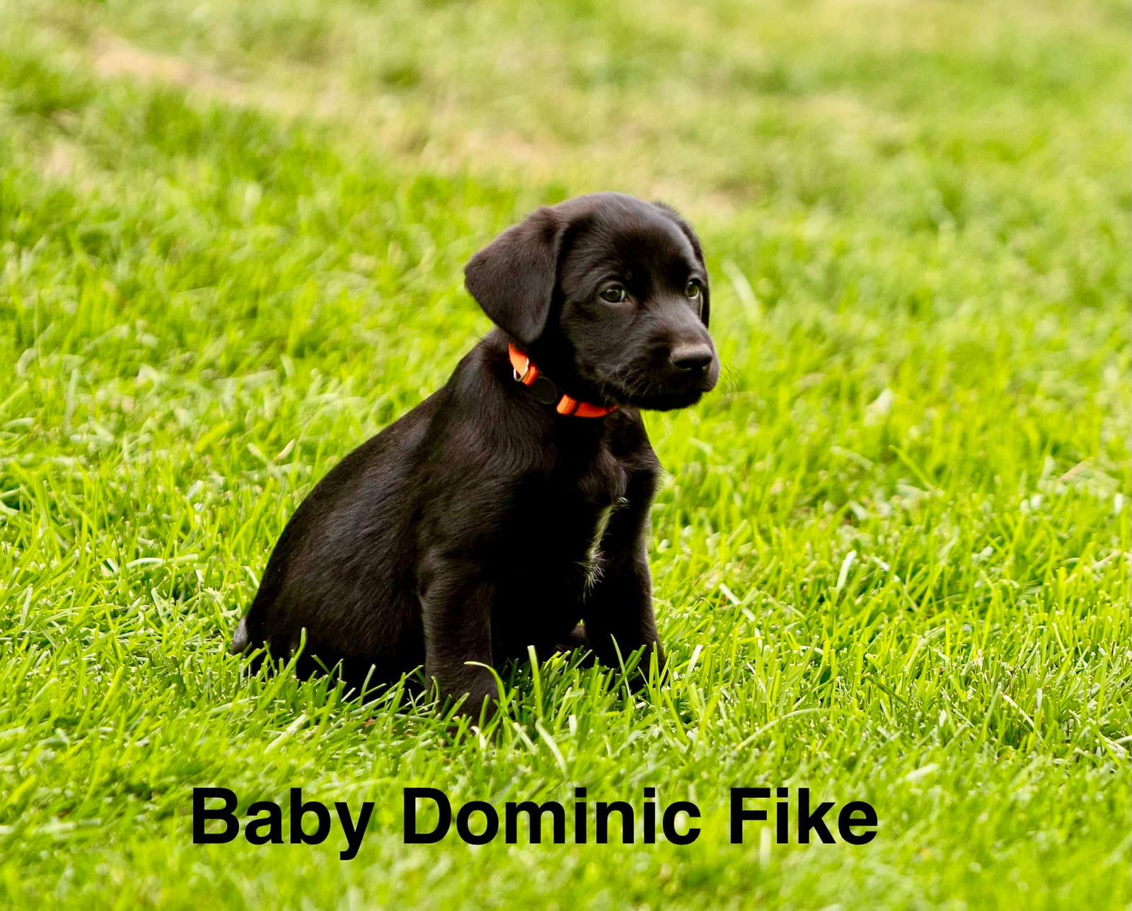 Baby Dominic Fike