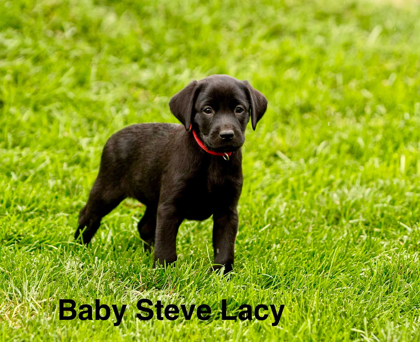 Baby Steve Lacy