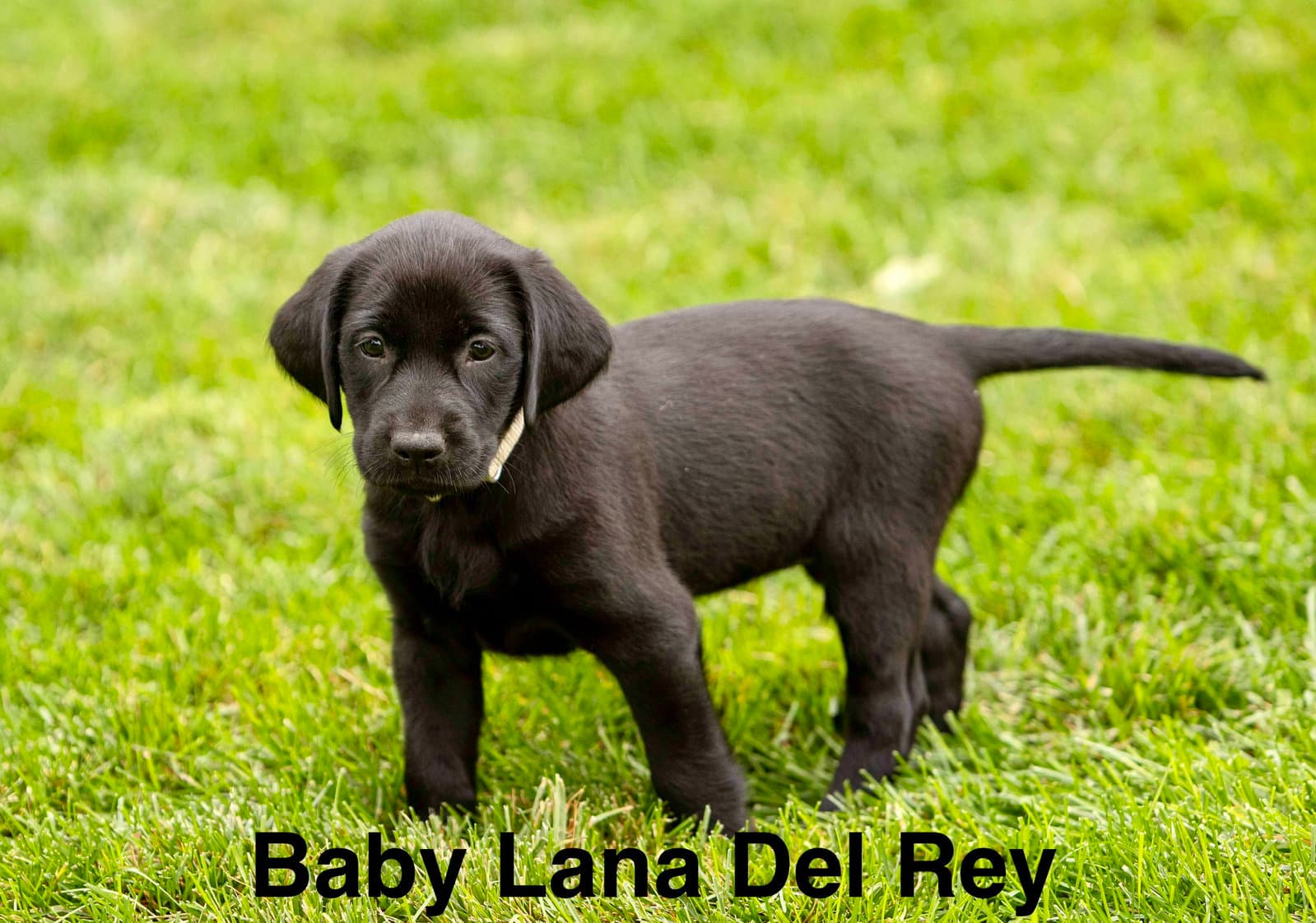 Baby Lana Del Rey