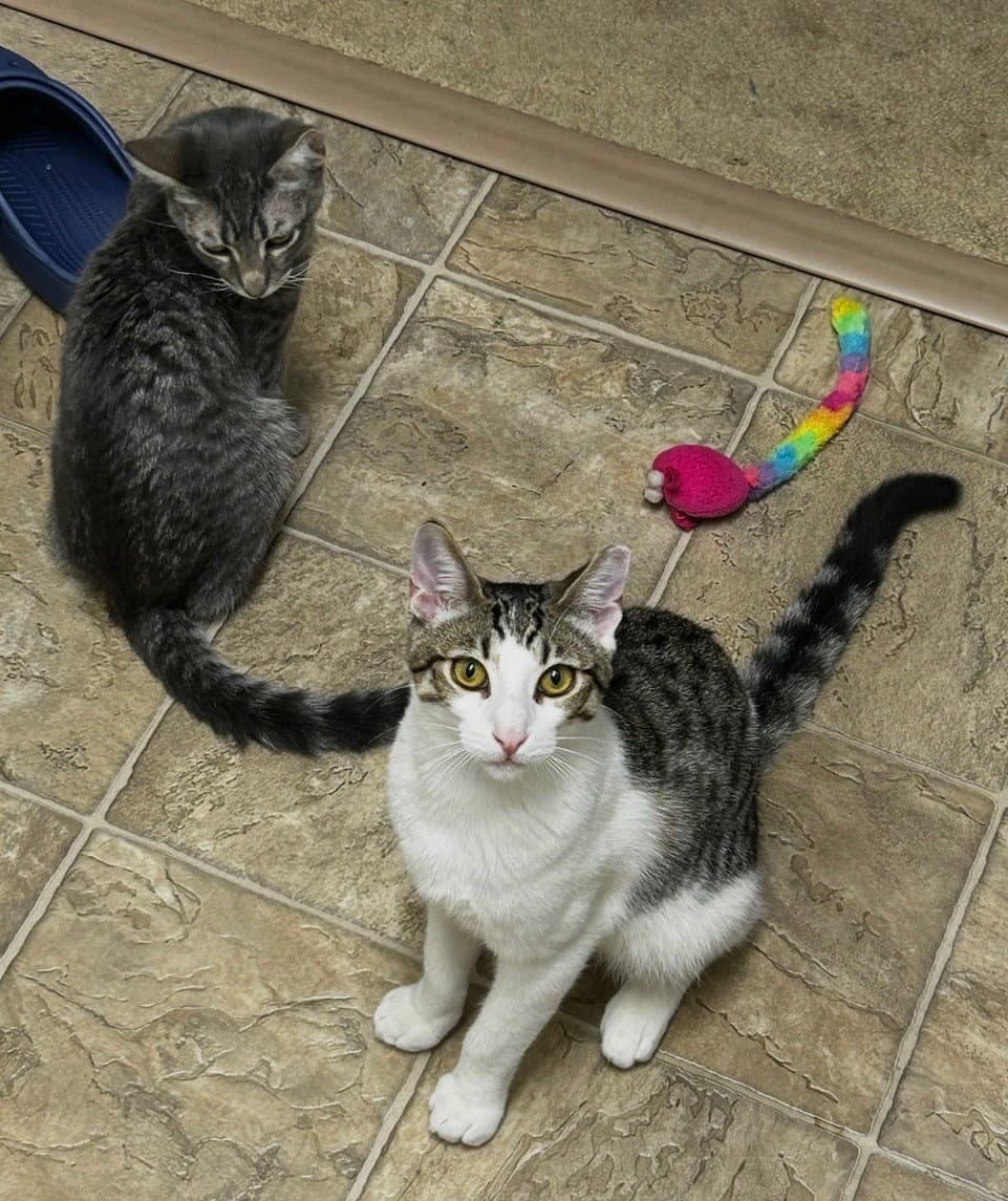 Simon and Harvey