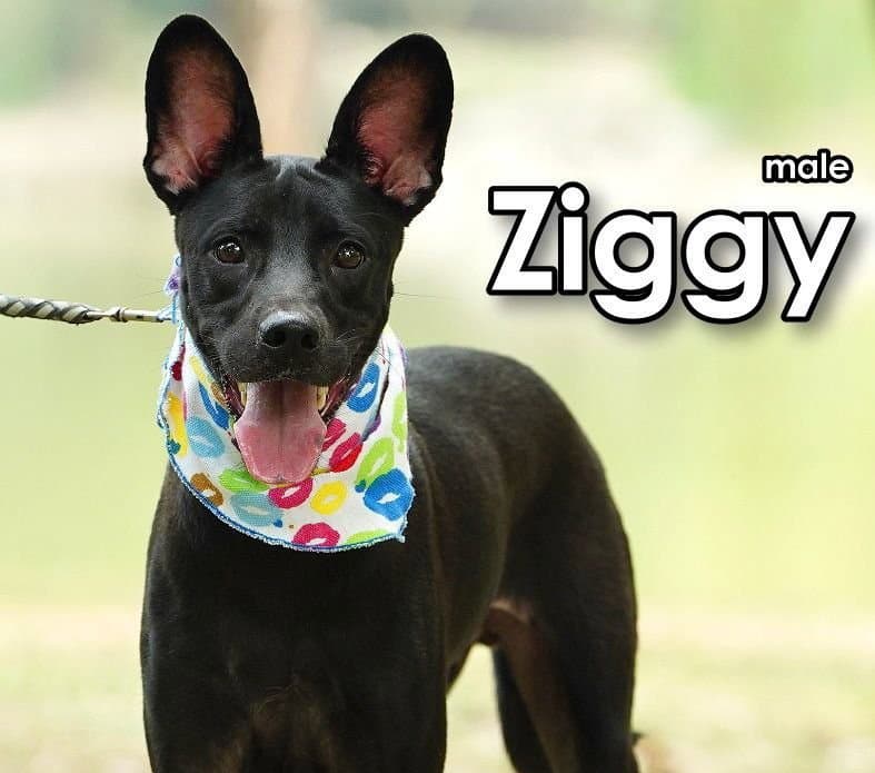 Ziggy from Taiwan