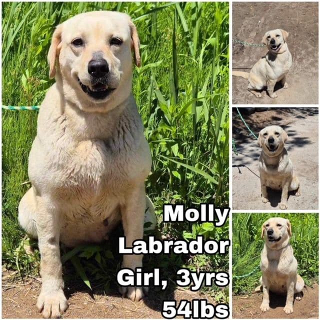 Molly from Korea
