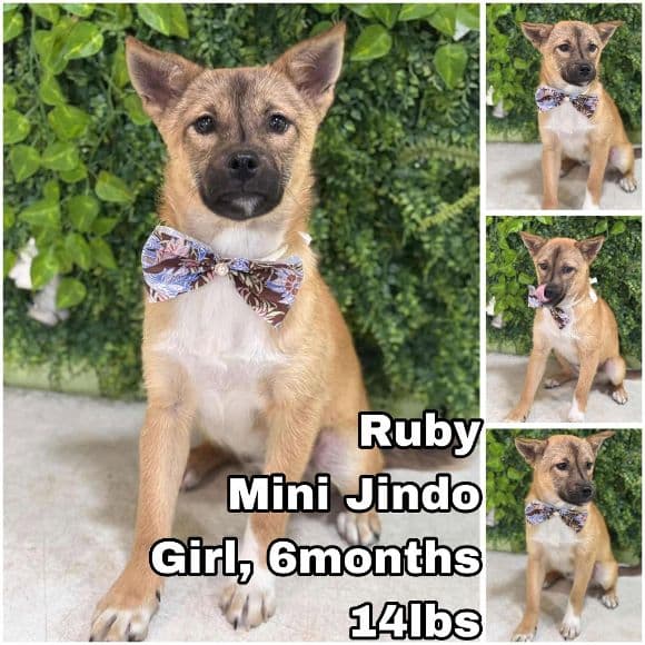 Ruby from Korea