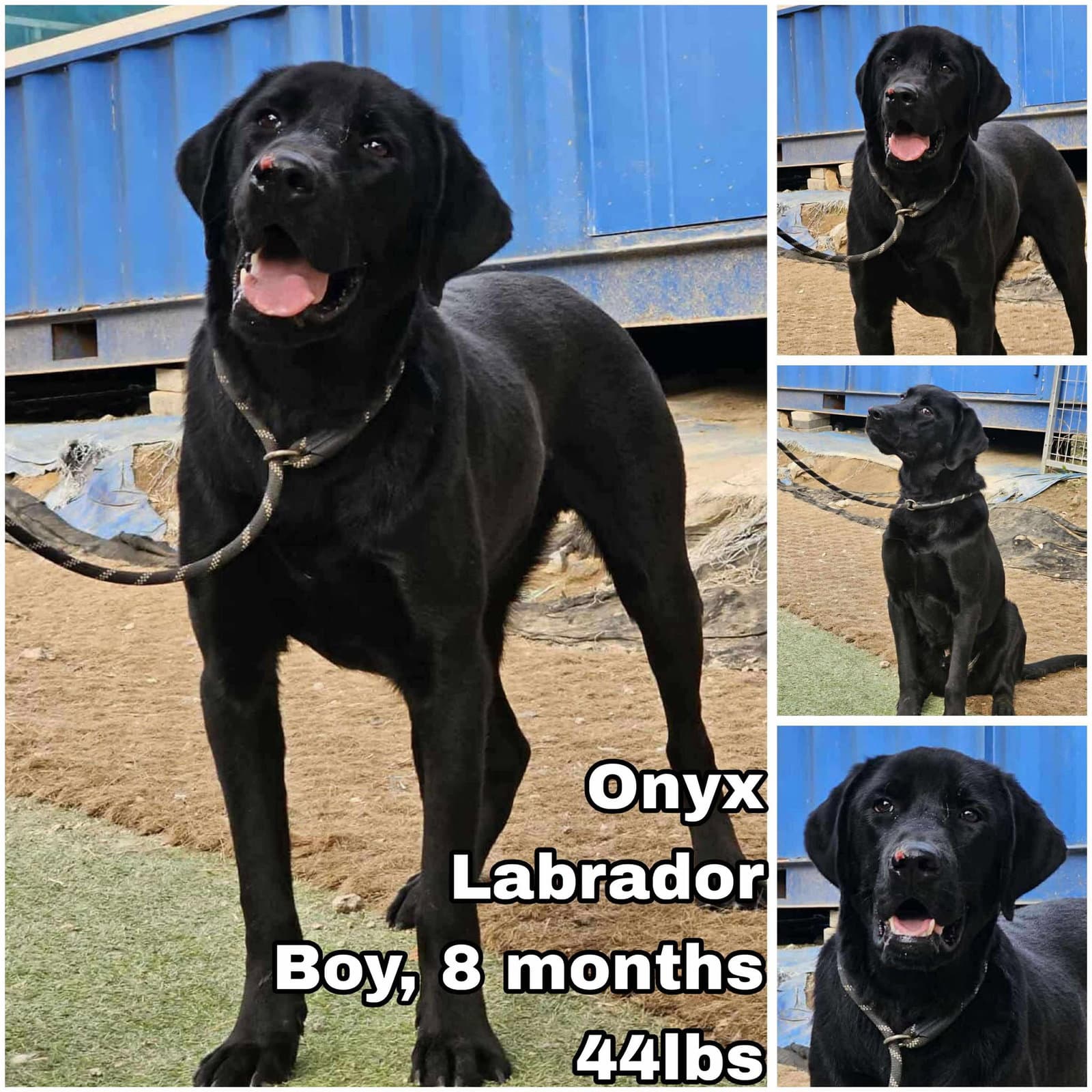 Onyx from Korea