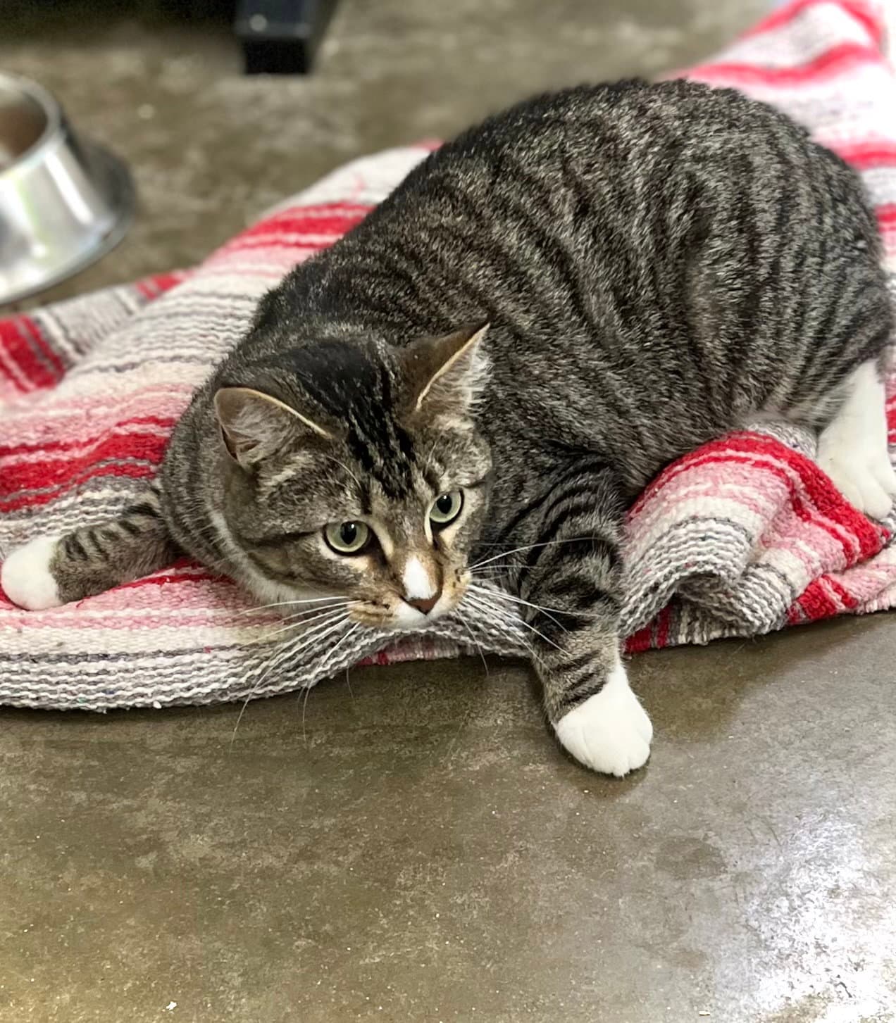 Dolly Purrton