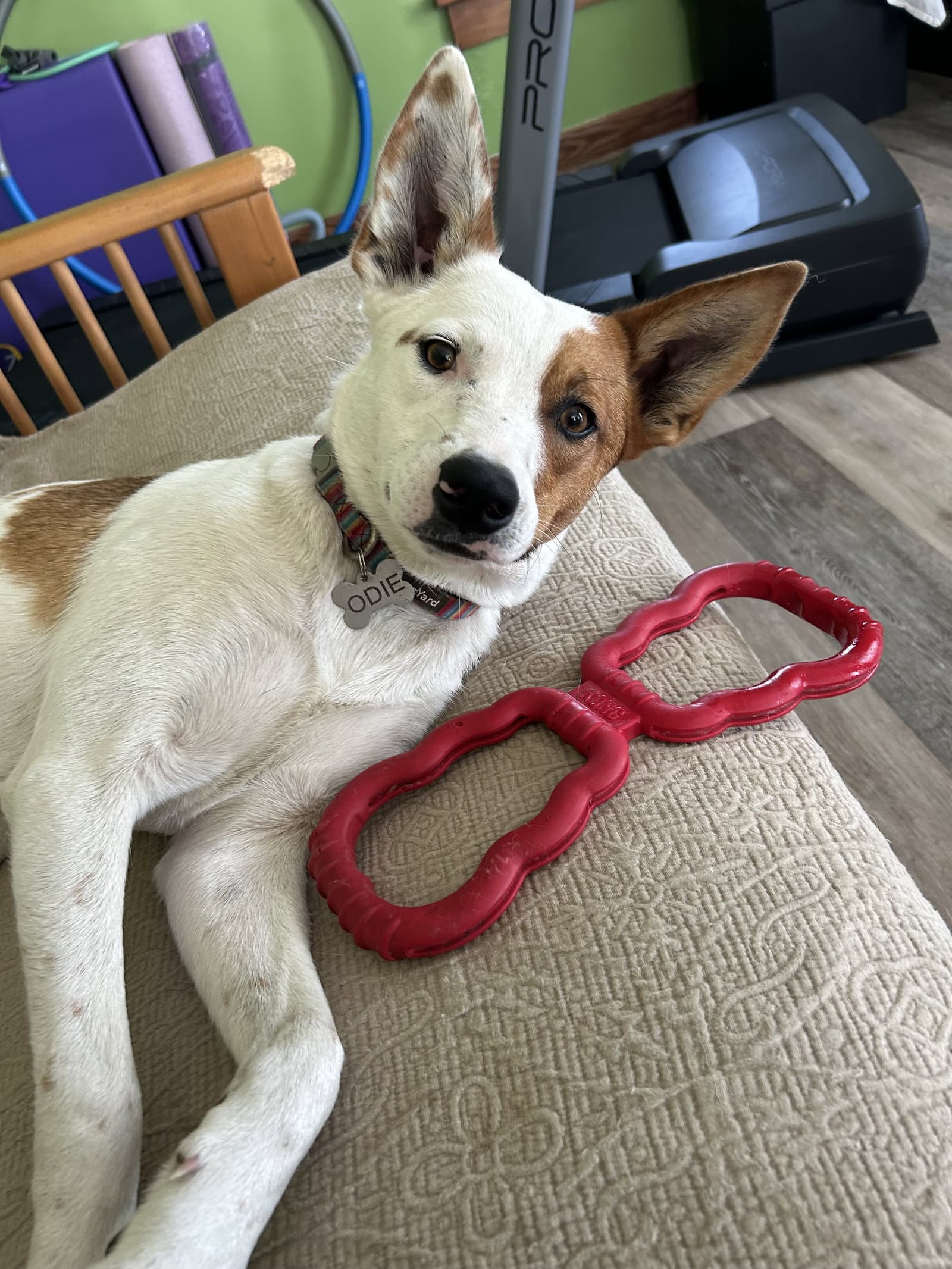 Roscoe