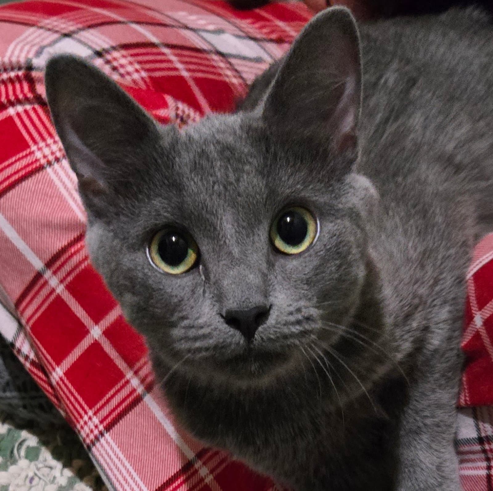 FORD (BONDED w/ ROSIE)