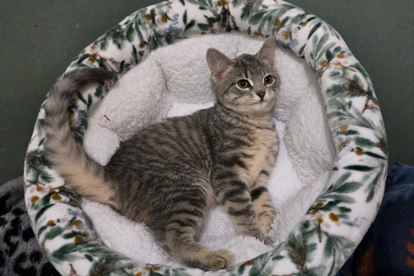ROSIE (BONDED w/ FORD)