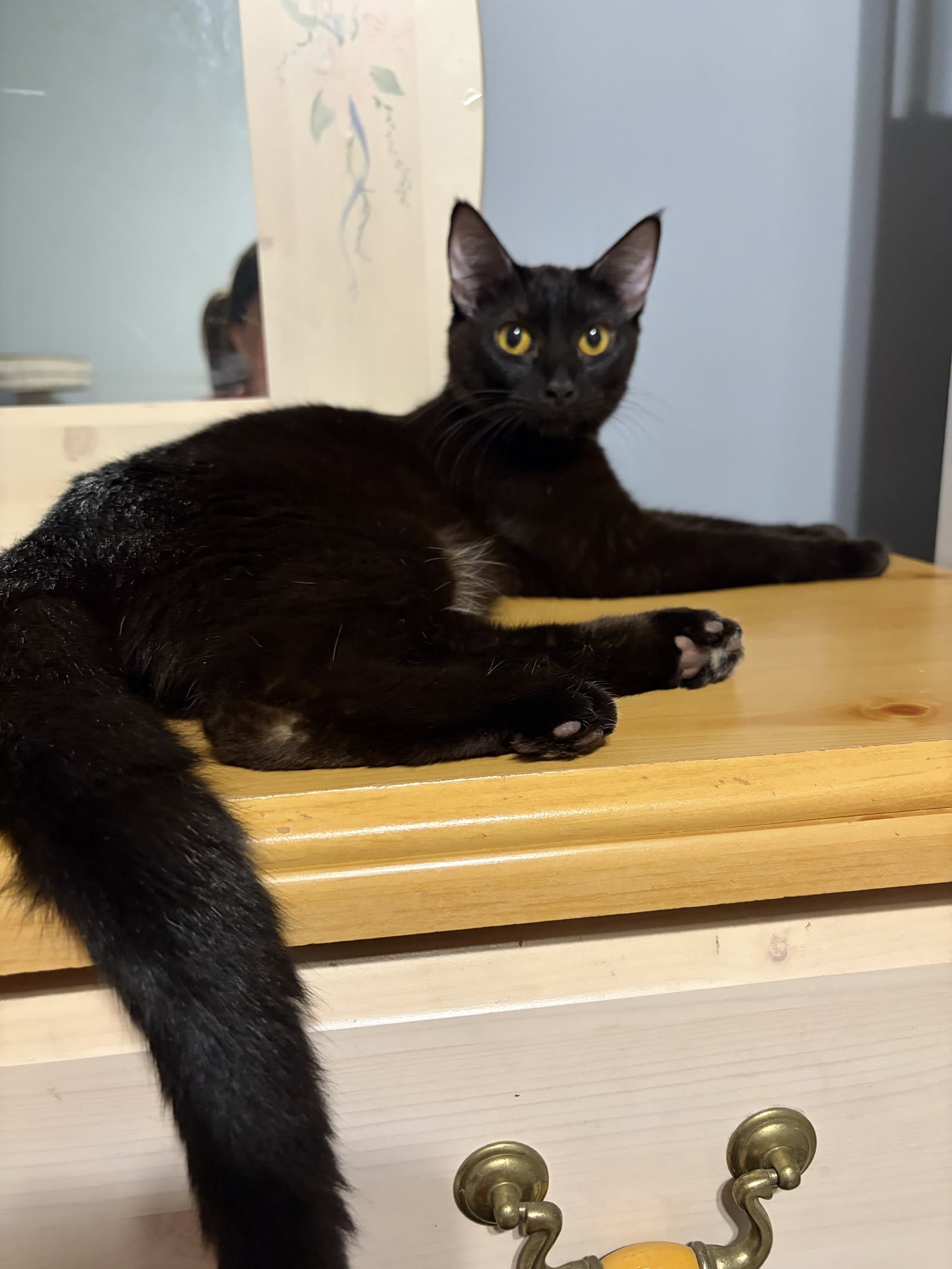 MAGPIE (Bonded with Panther)