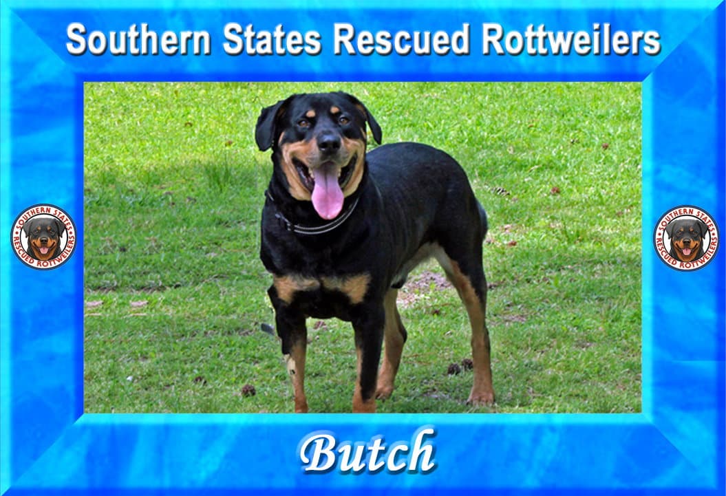 Butch