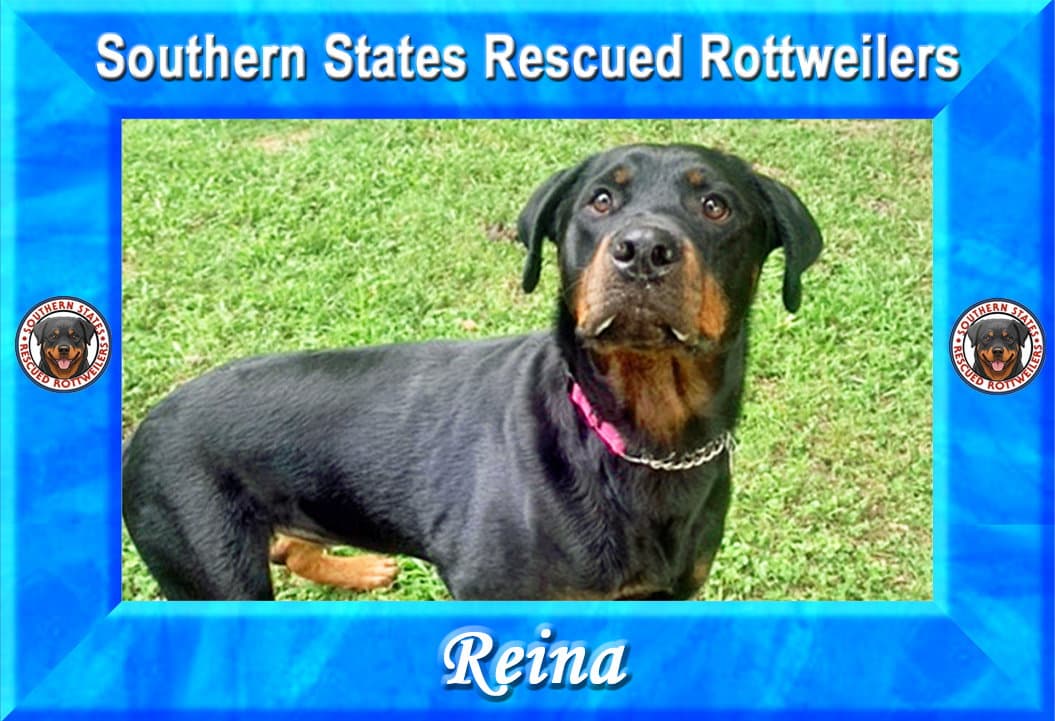 Reina