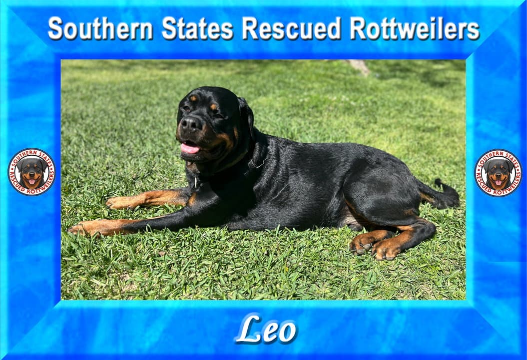 Leo
