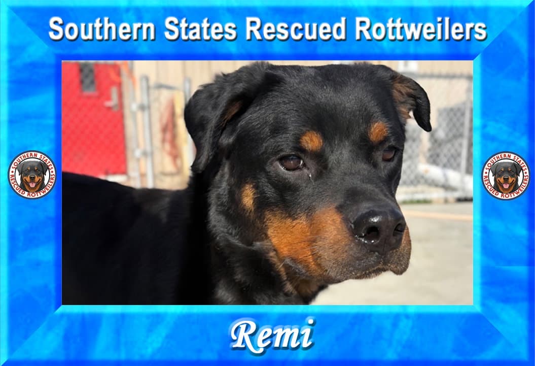 Remi