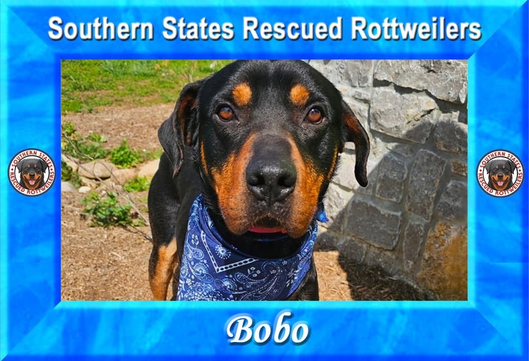 Bobo