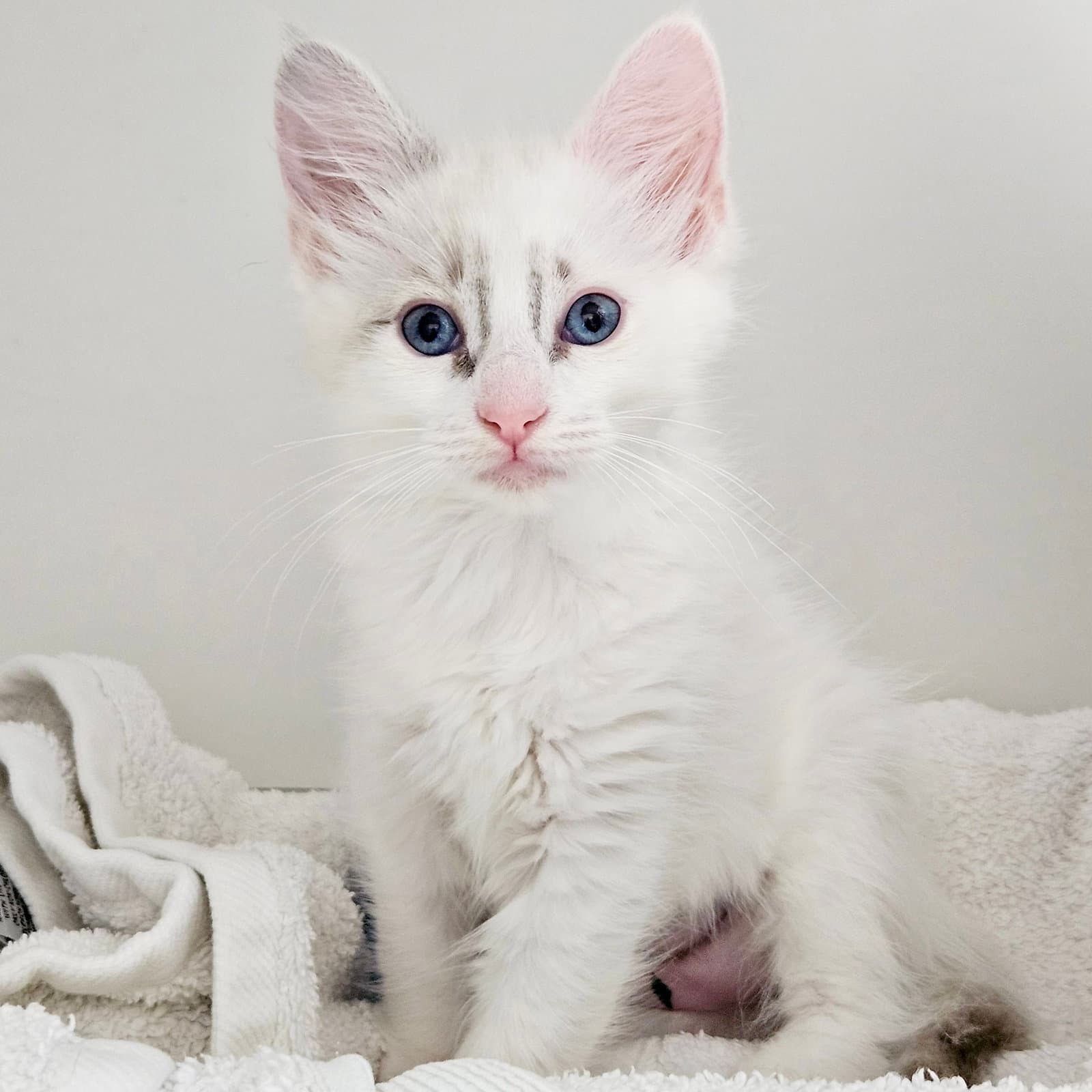 Waffles (bonded w/ Blanket)