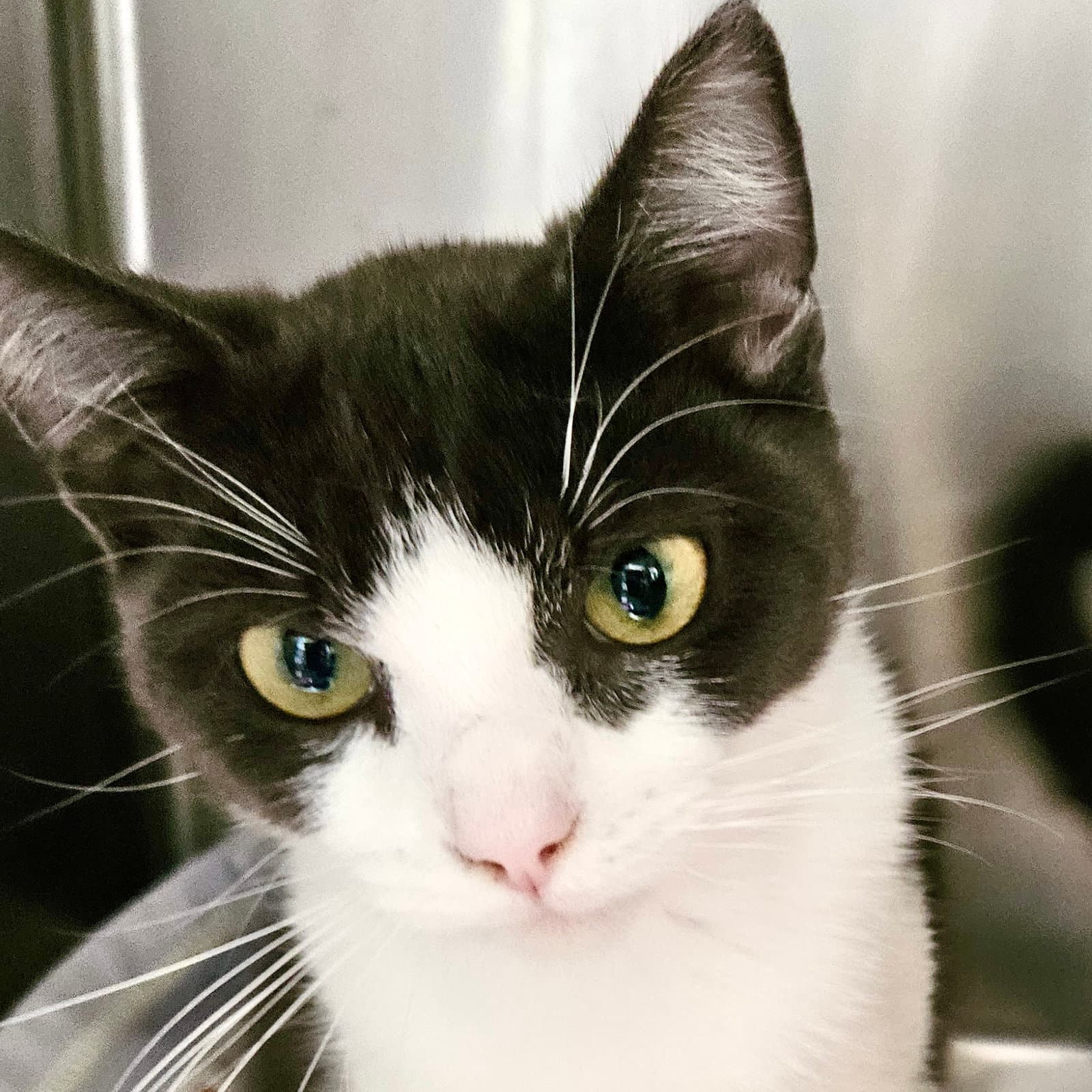 Manny (bonded w/ Nova)