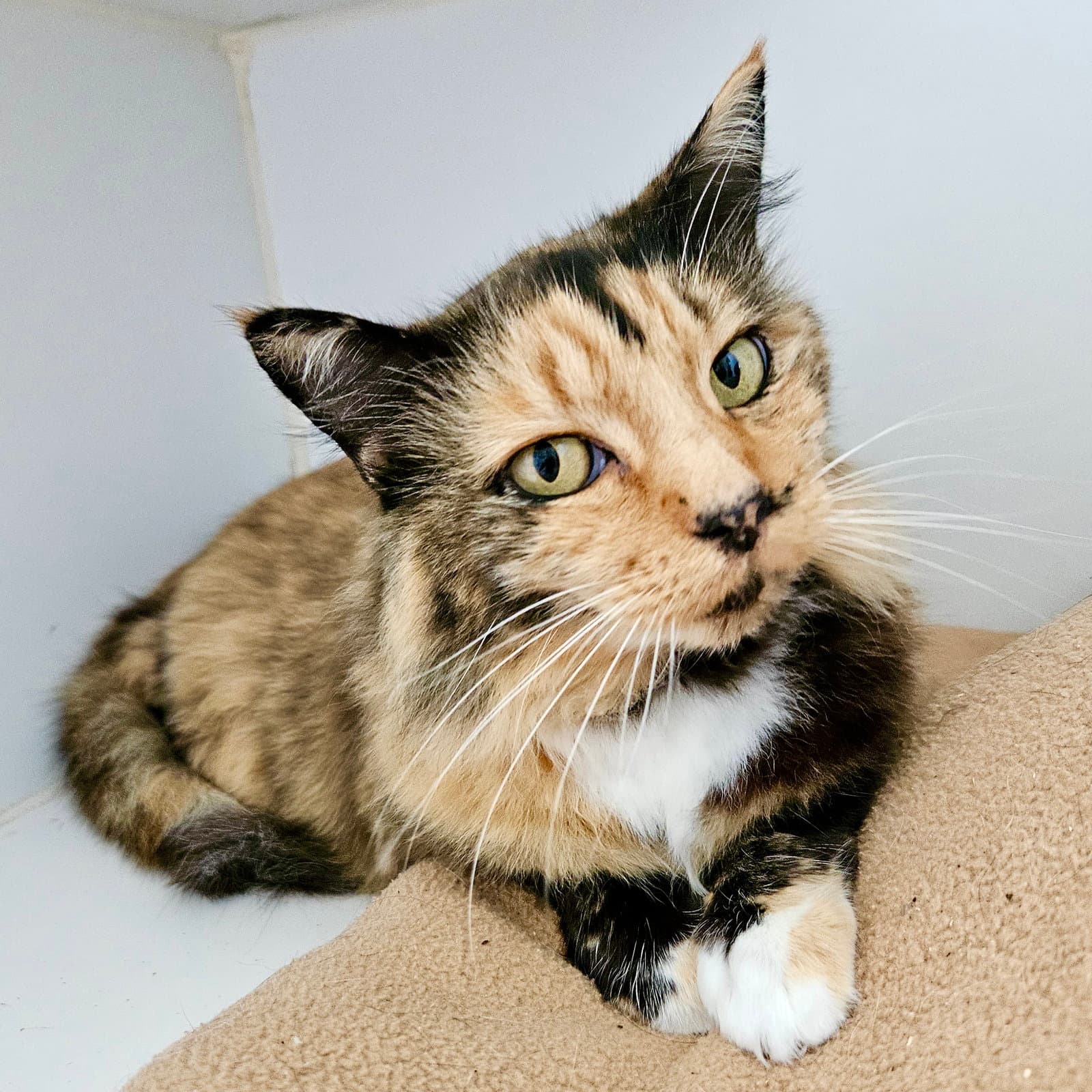 Emma (bonded w/ Sylvie)