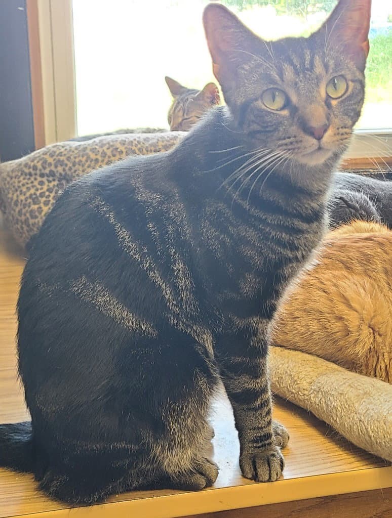 Hubub