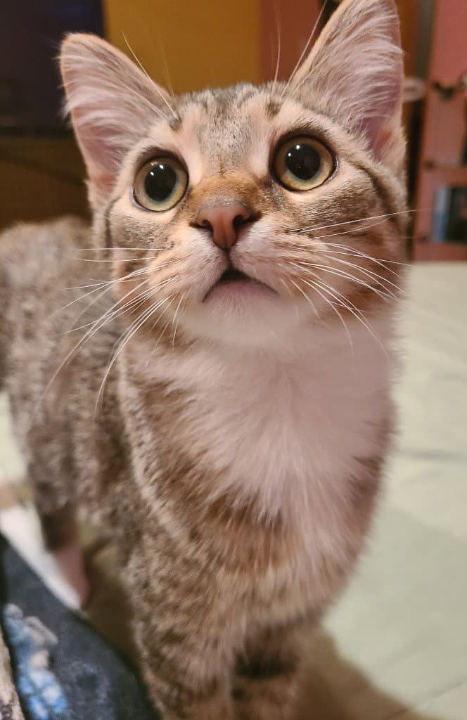 Barley