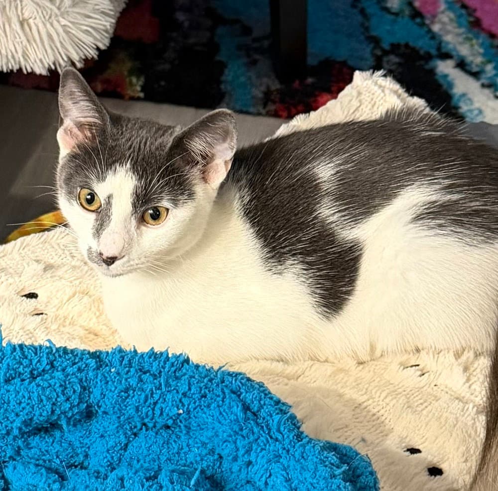 Kitten: Ximi