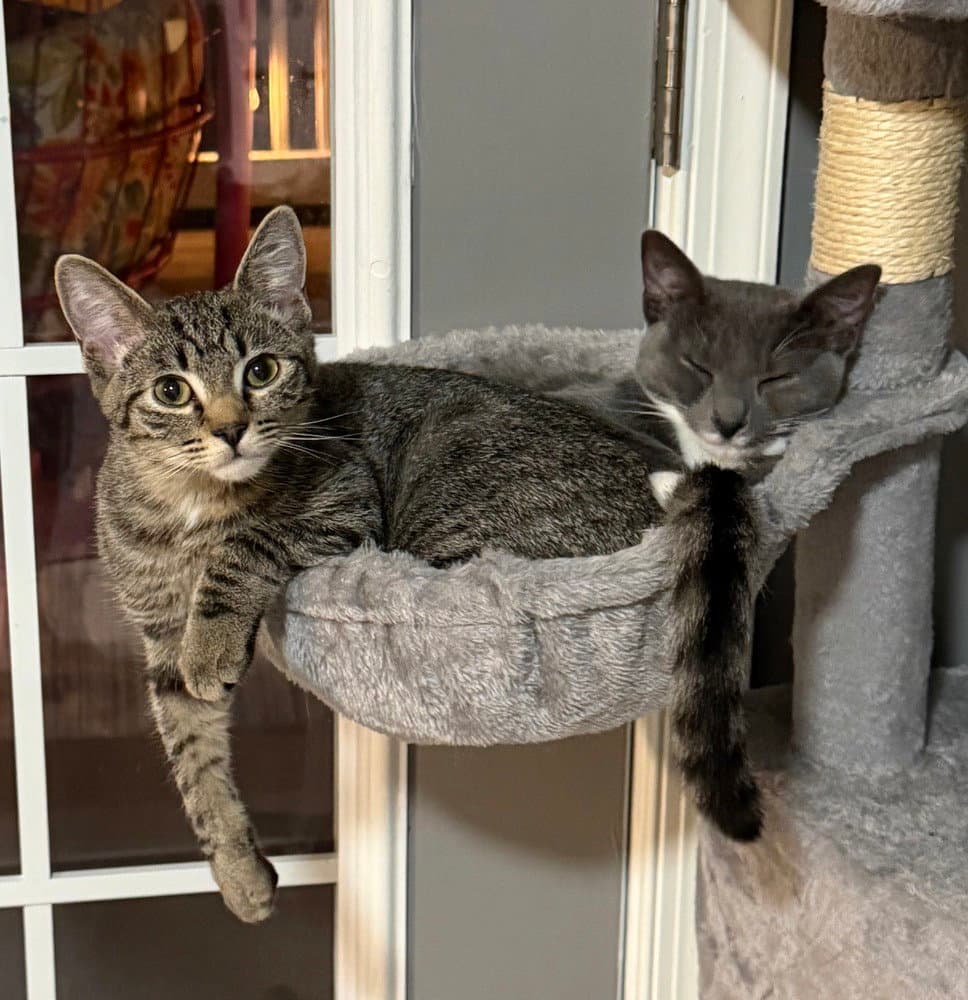 Kitten: Xyla *BONDED PAIR with Xtra*