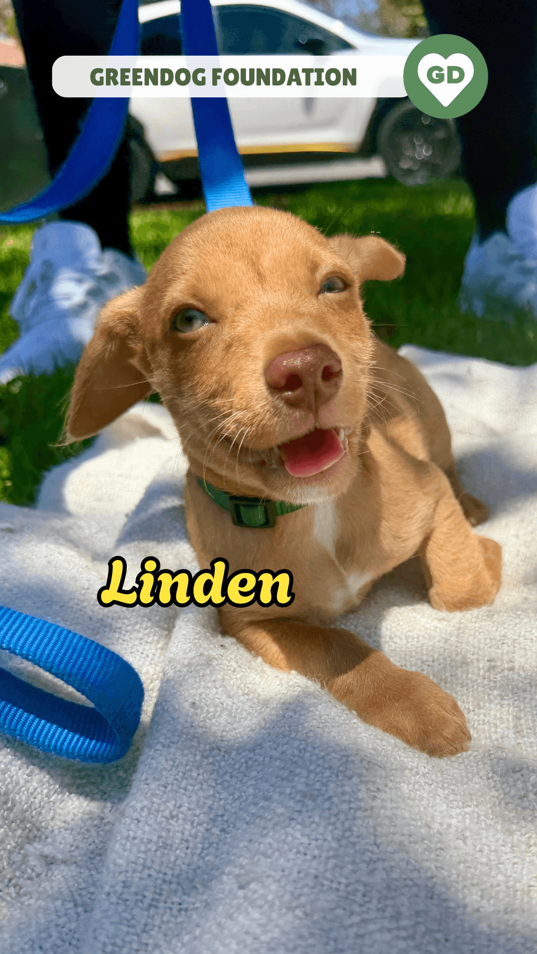 Linden