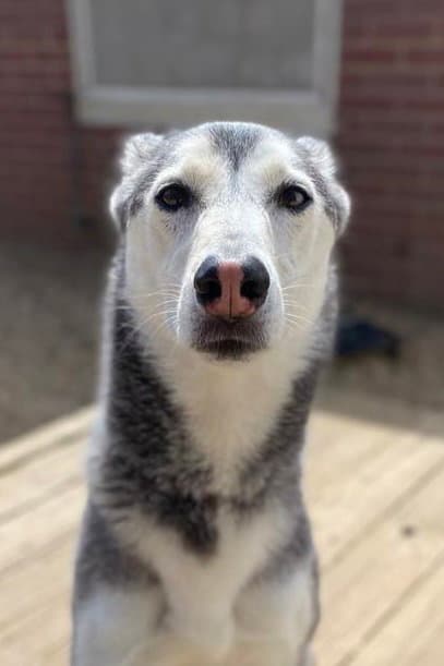 Nova