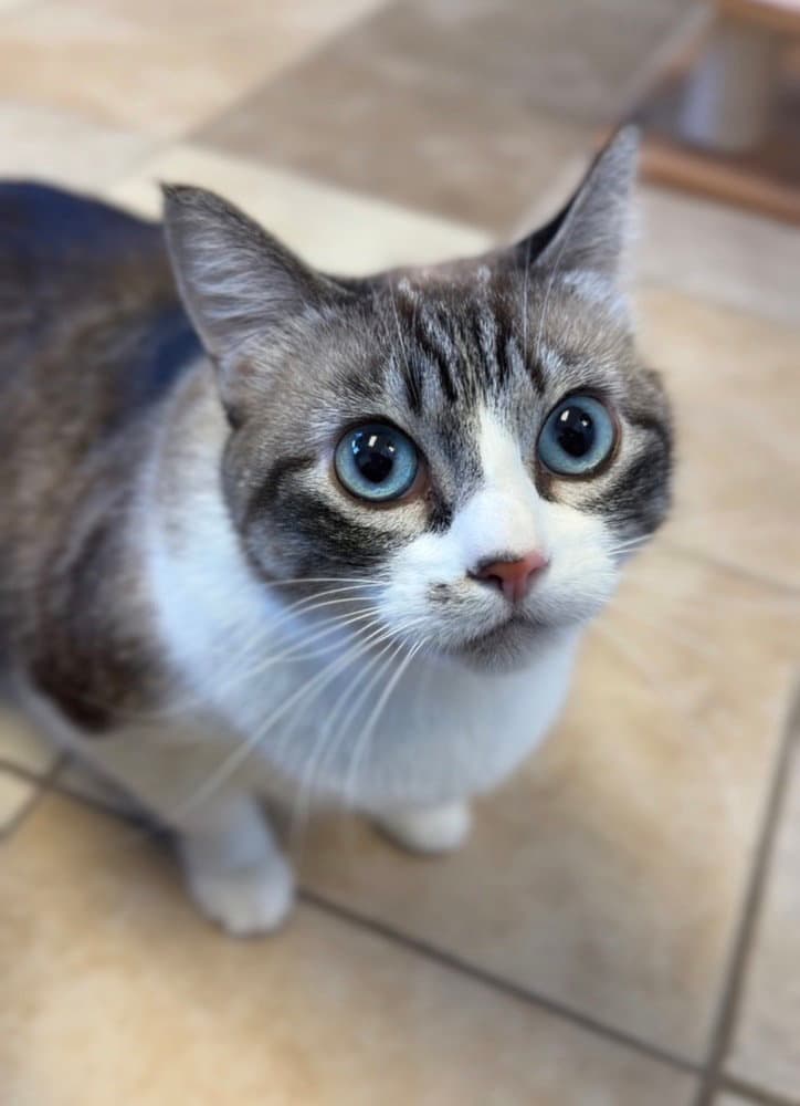 Buttercup