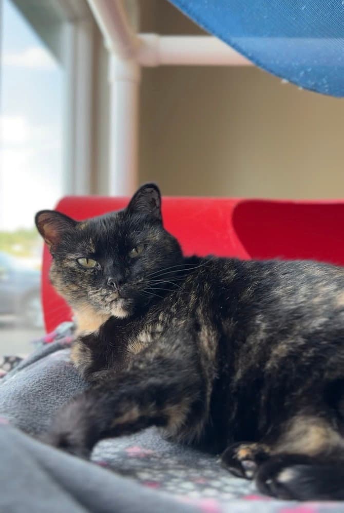 Pretty Mama