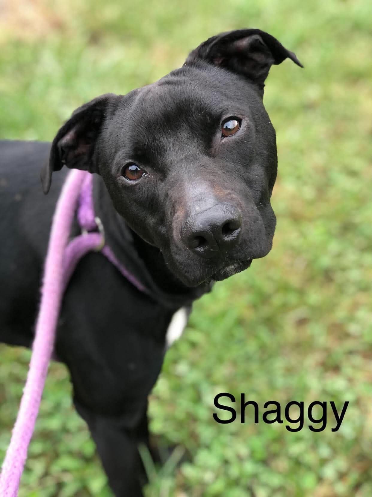 Shaggy