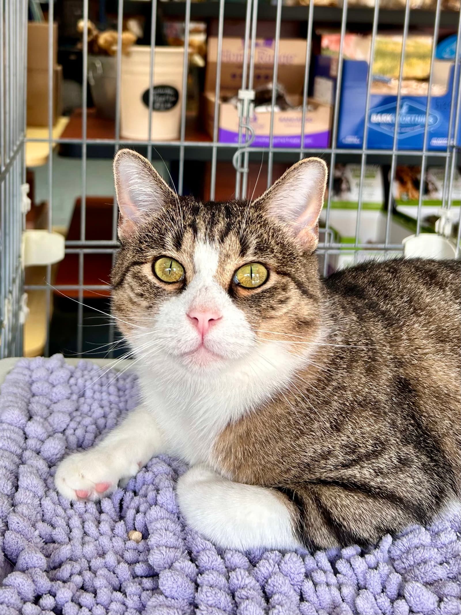 Kitty - Meet me at Fancy Paws!