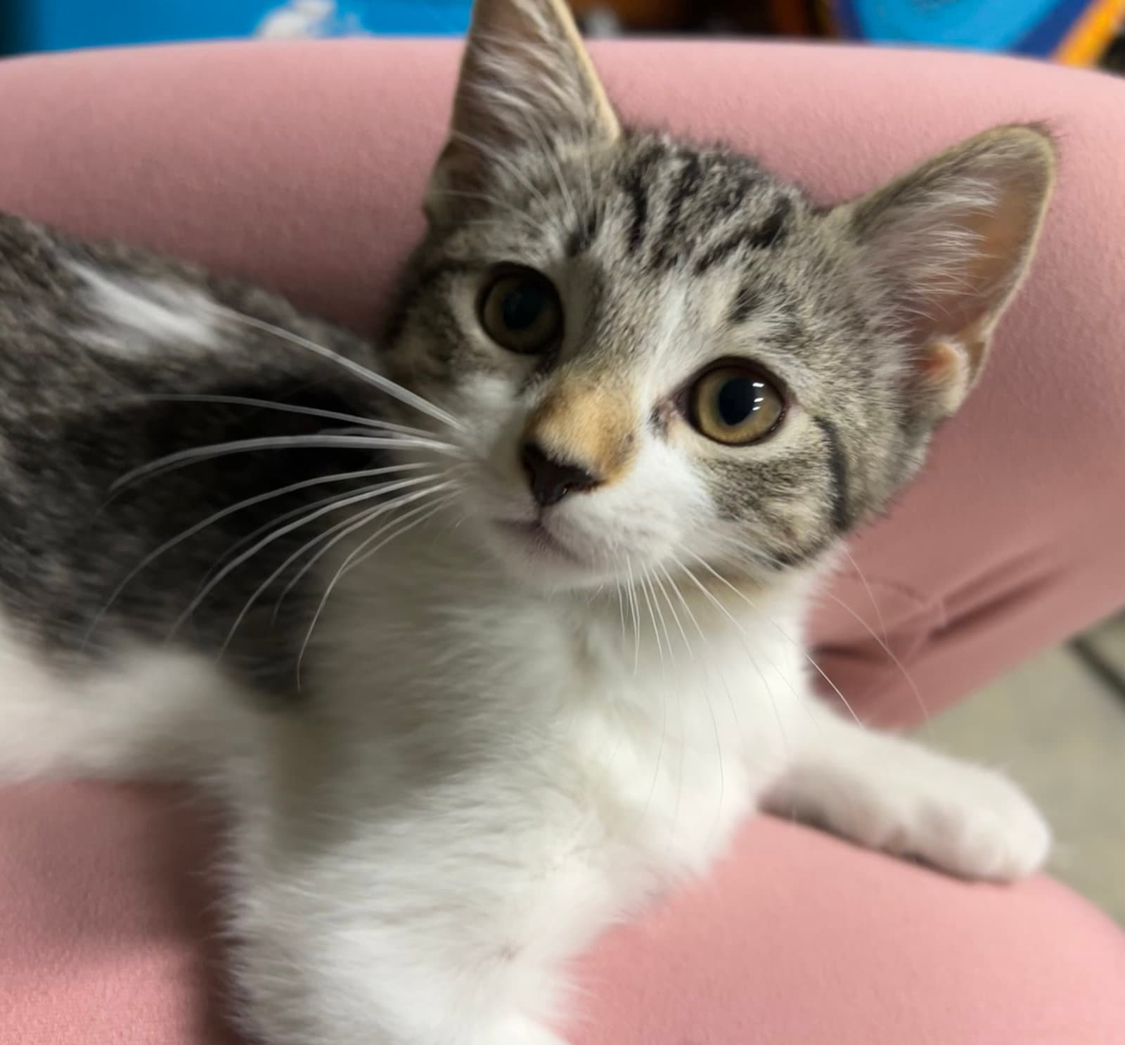 Blair - Available on 10/01/2026