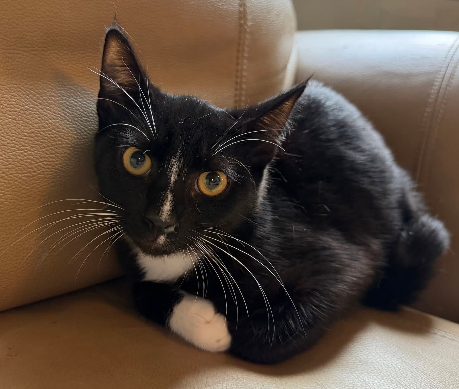 Elvis