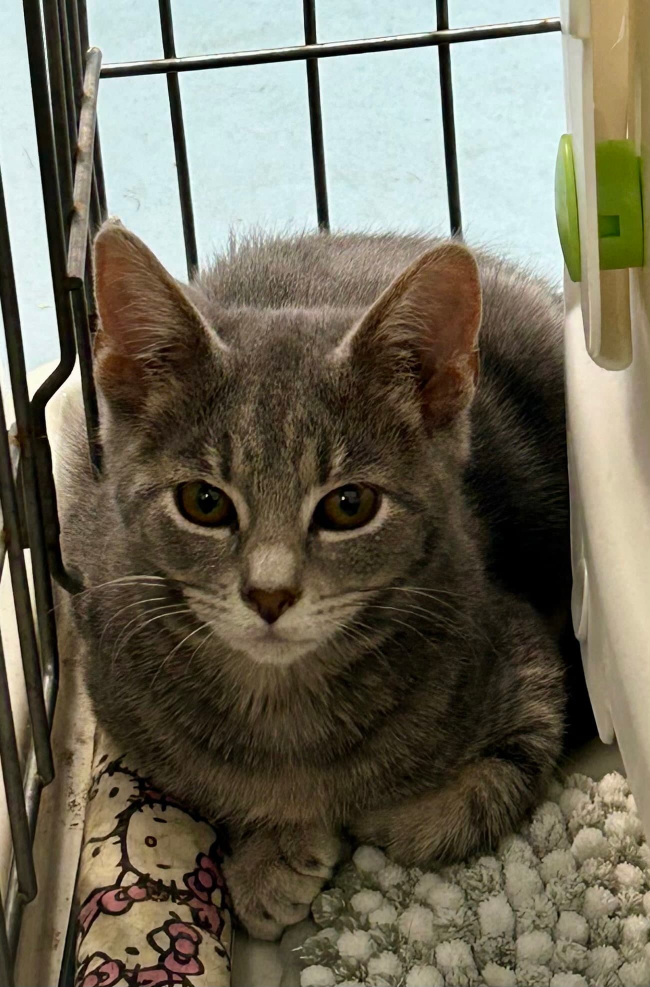 Rogue - Meet me at Fancy Paws!