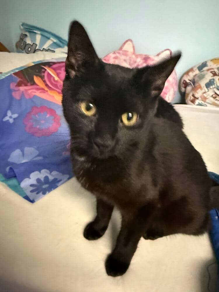 Kevin