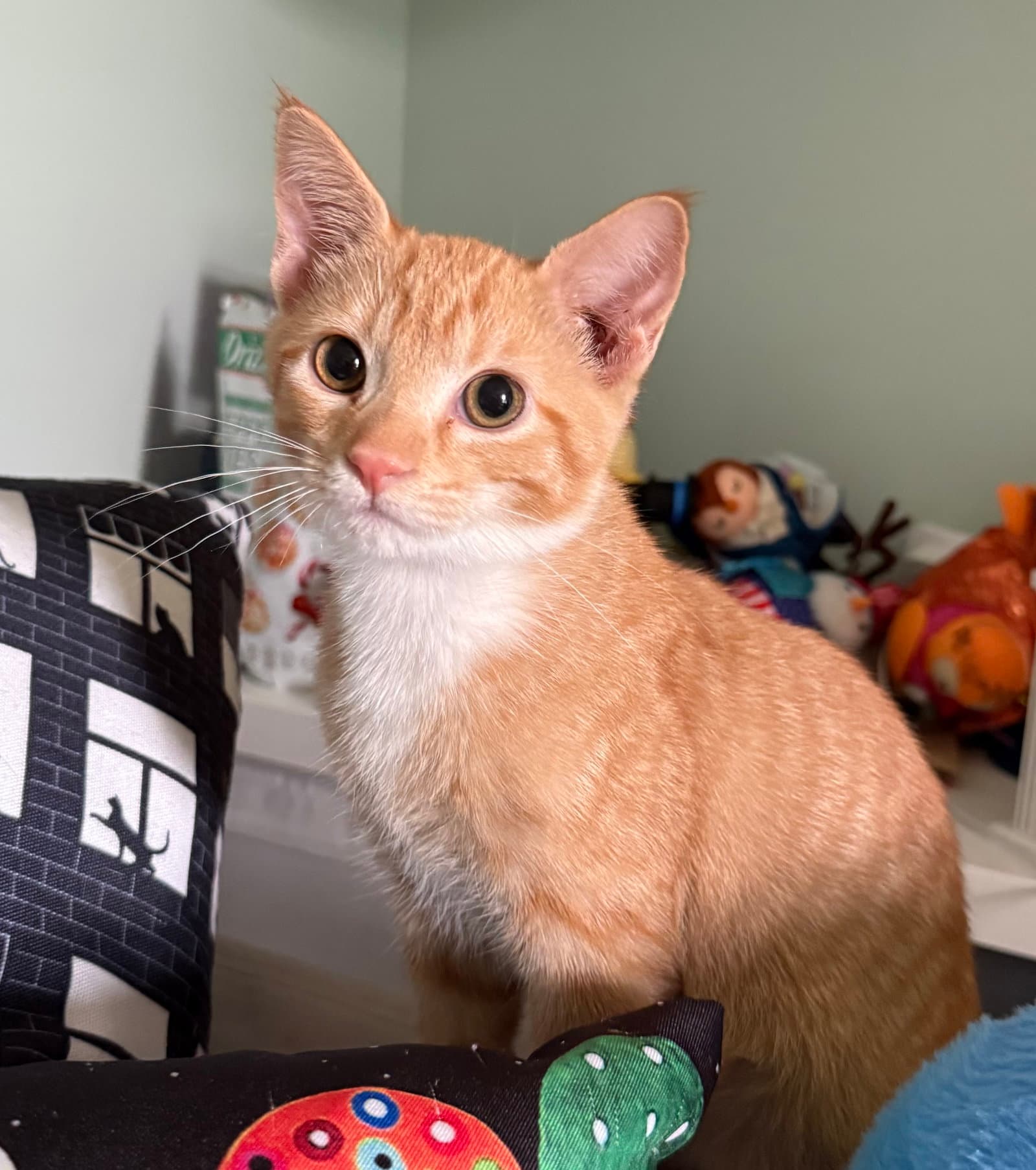 Cheddar