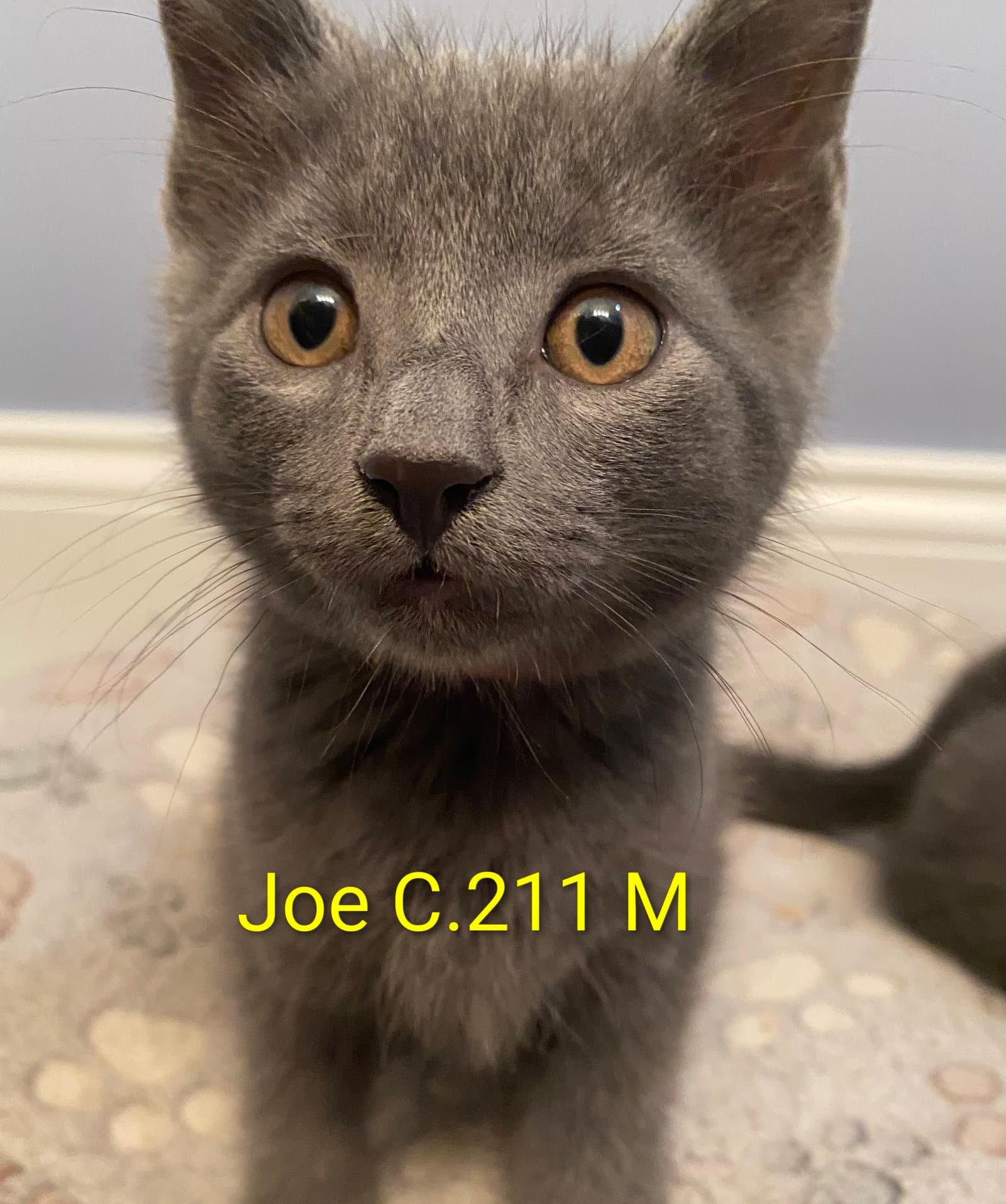 Foster Joe