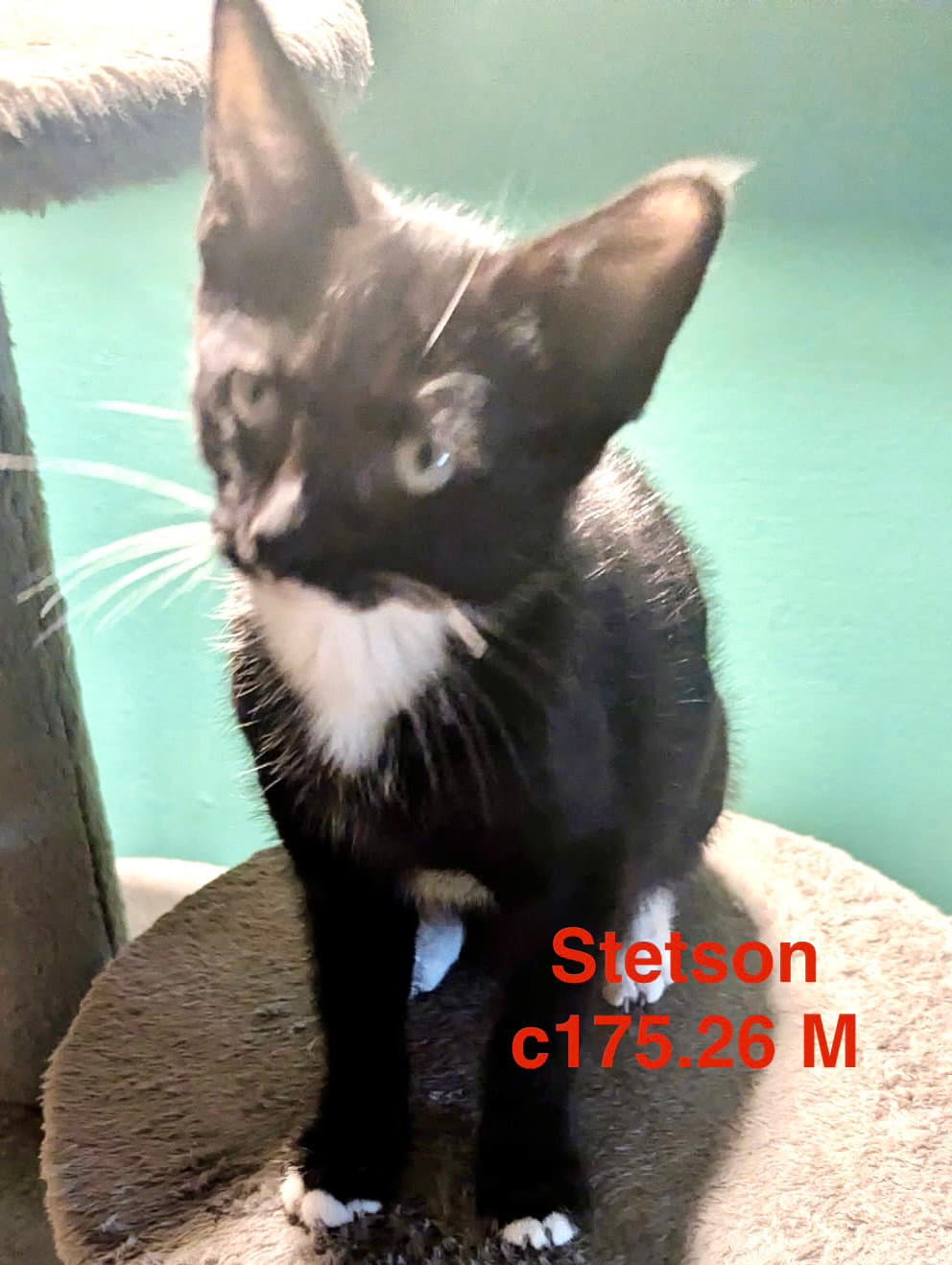 Foster Stetson