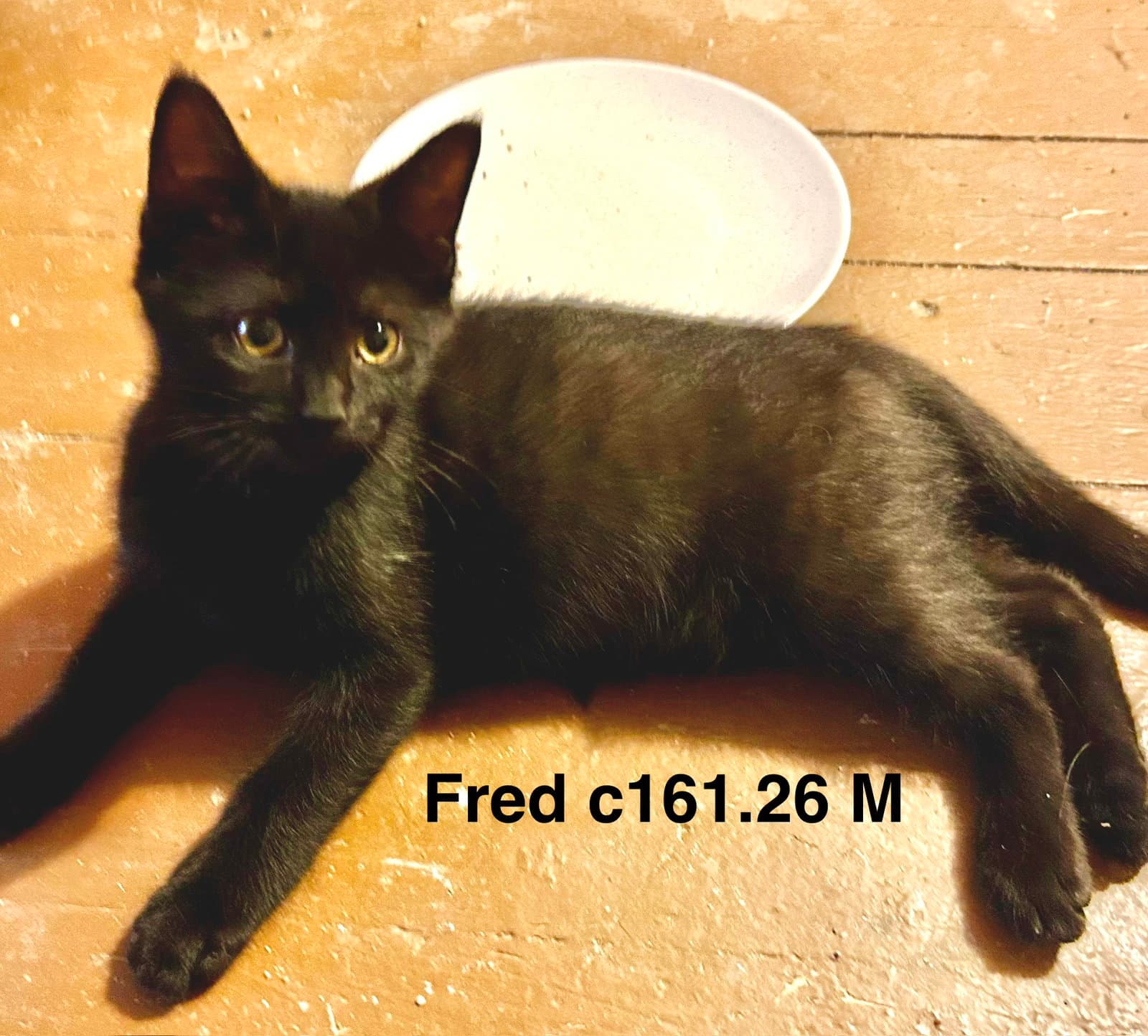 Foster Fred