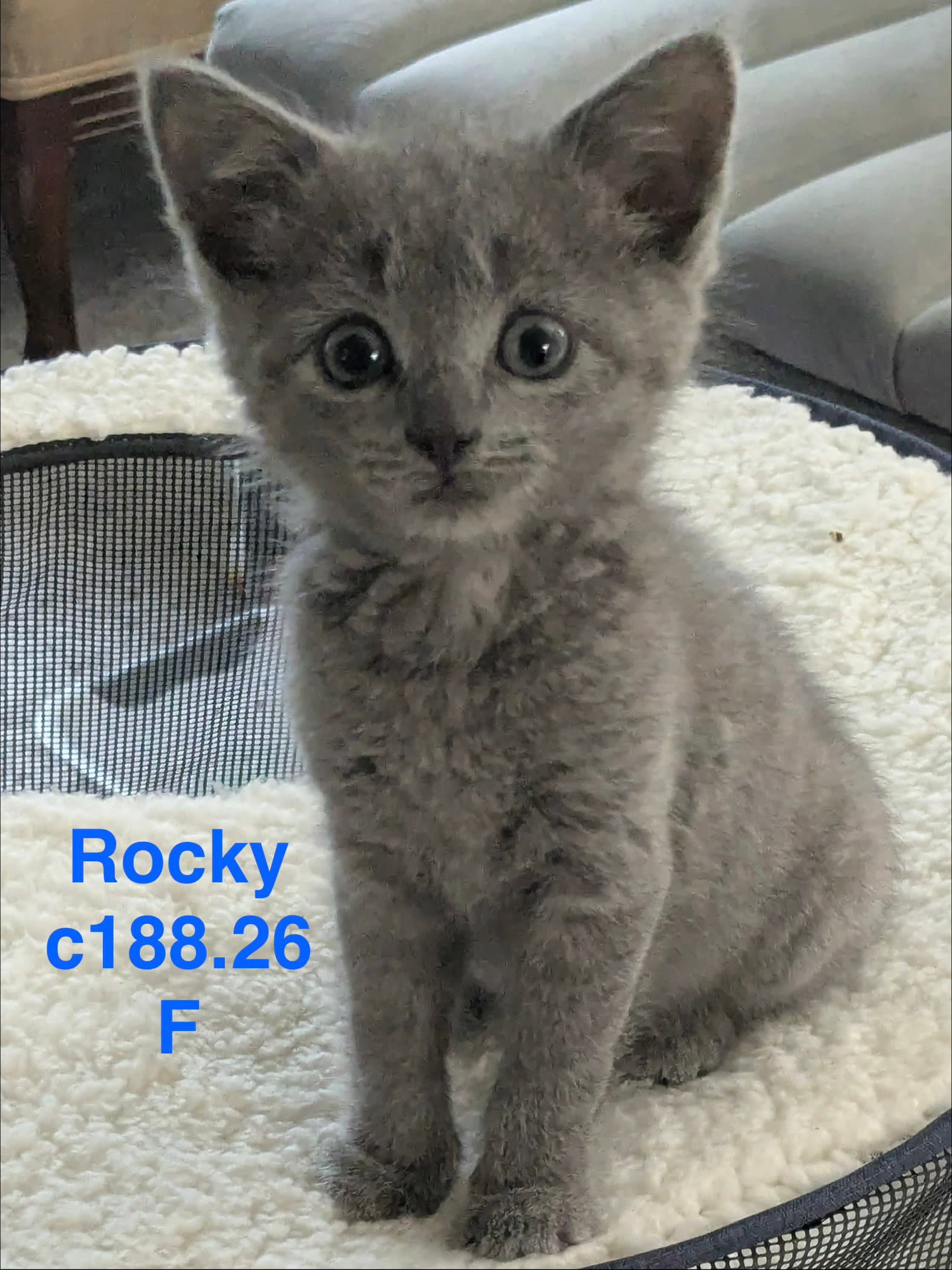 Foster Rocky
