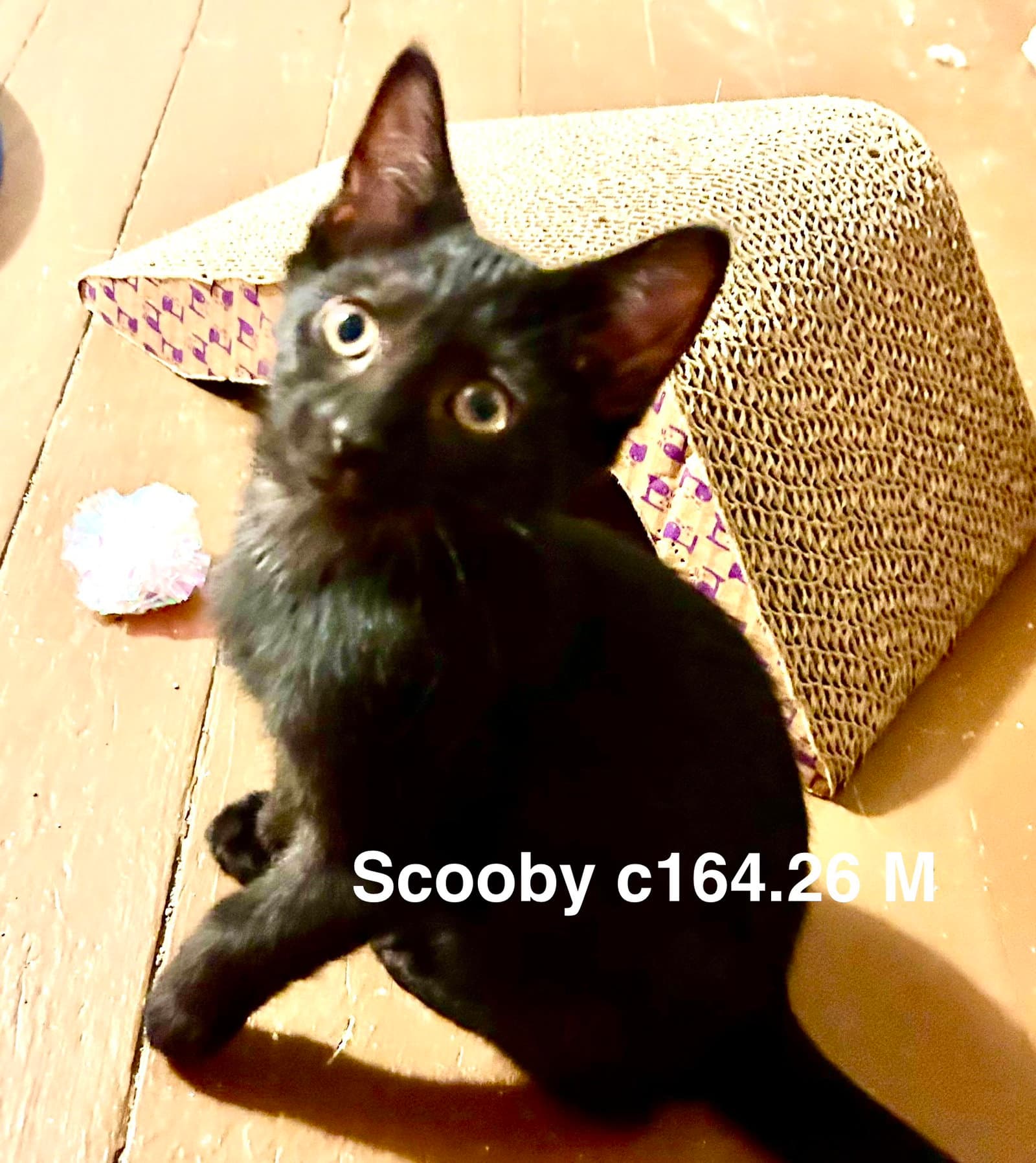Foster Scooby