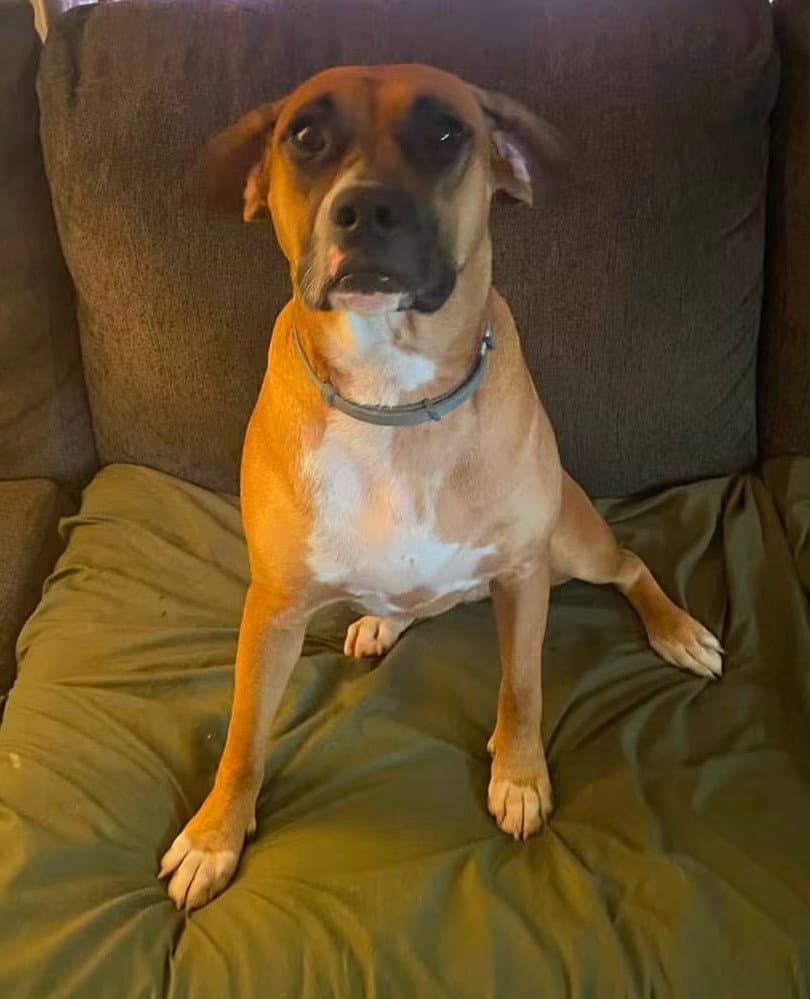 June - FOSTER OR ADOPT ME!!
