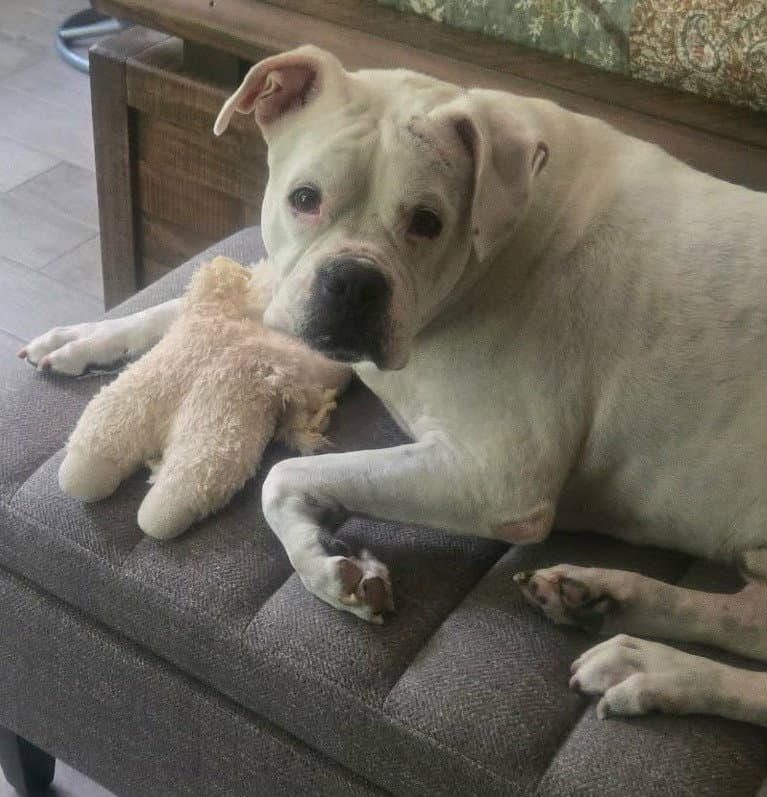 Leo - BONDED WITH LADY AKA LADYBUG
