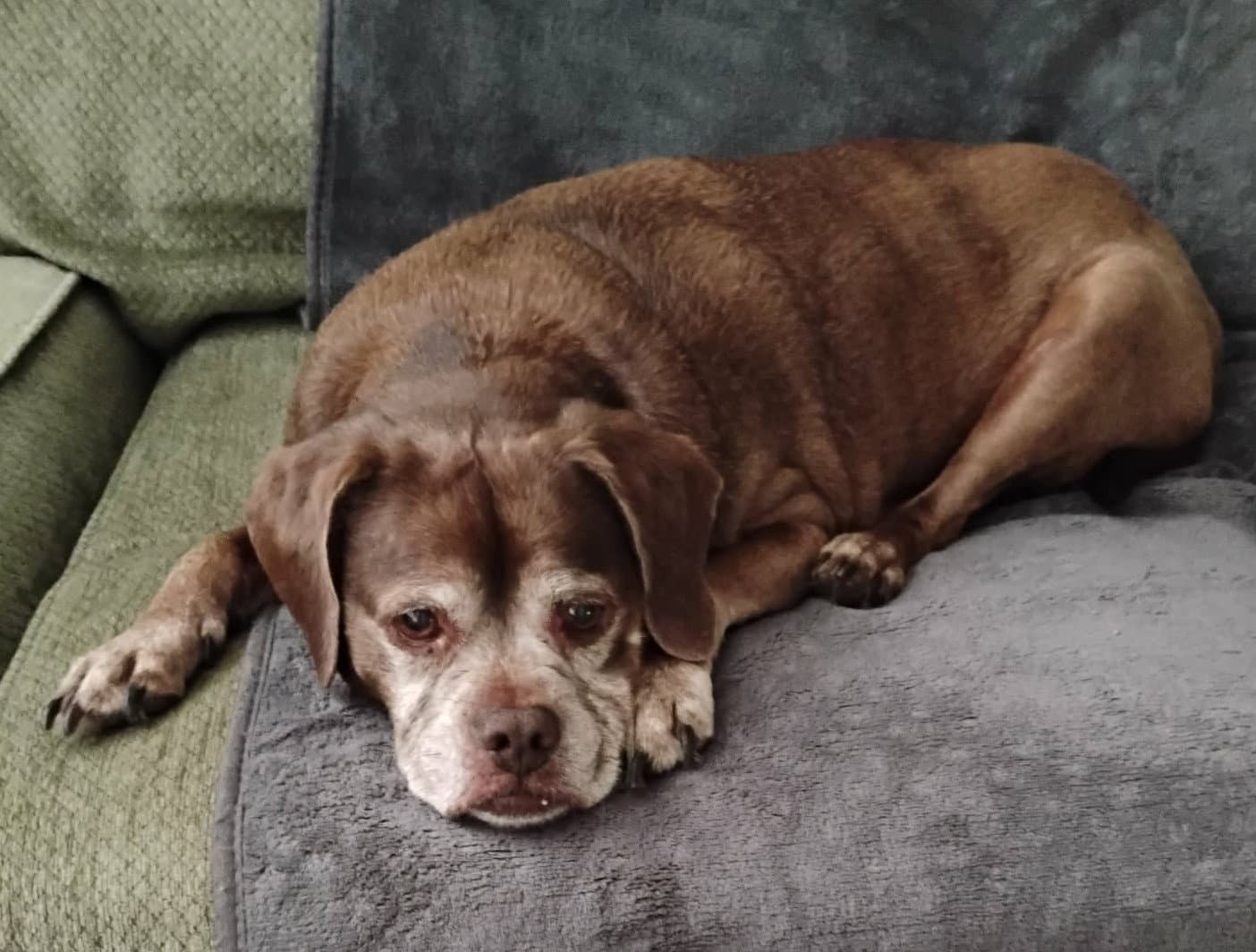 Lady aka Ladybug - BONDED WITH LEO!!