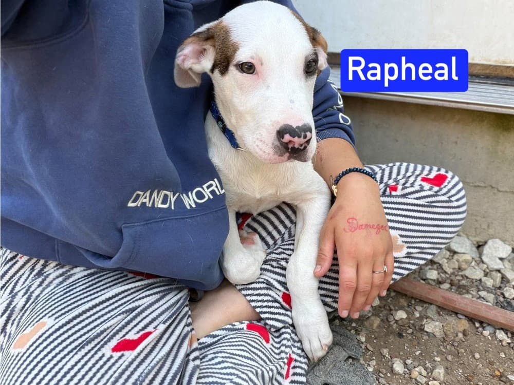 ML Raphael aka Timber