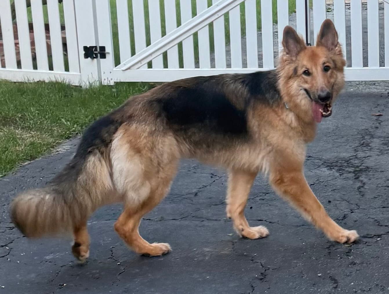 Lassie