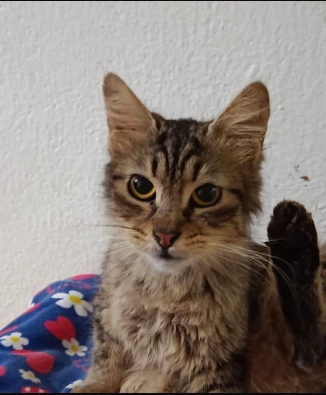 Luca
