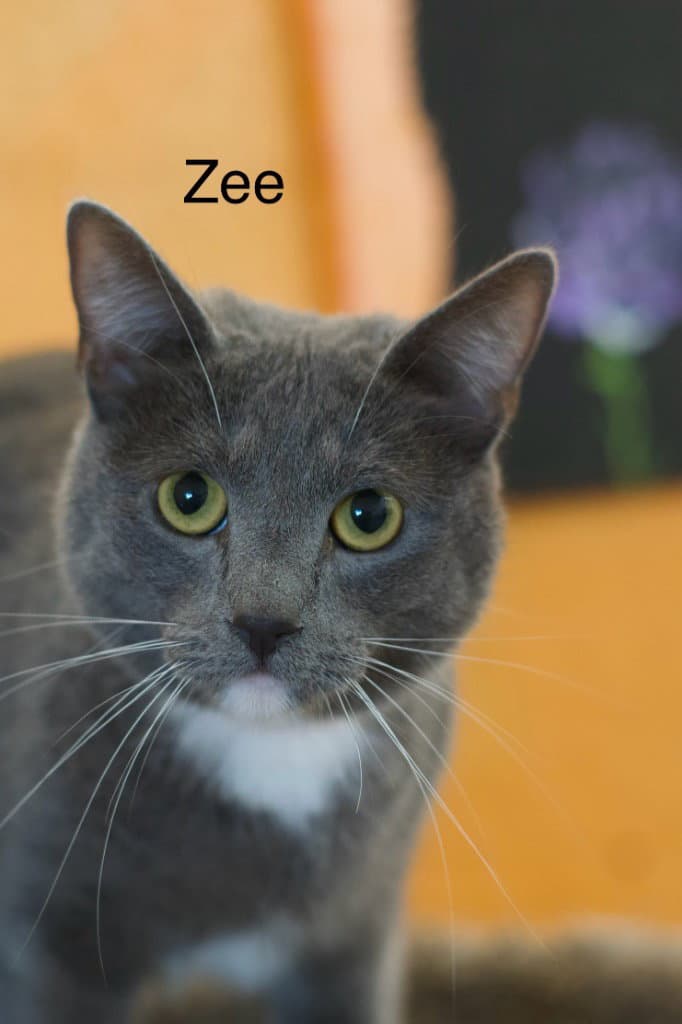 Zee