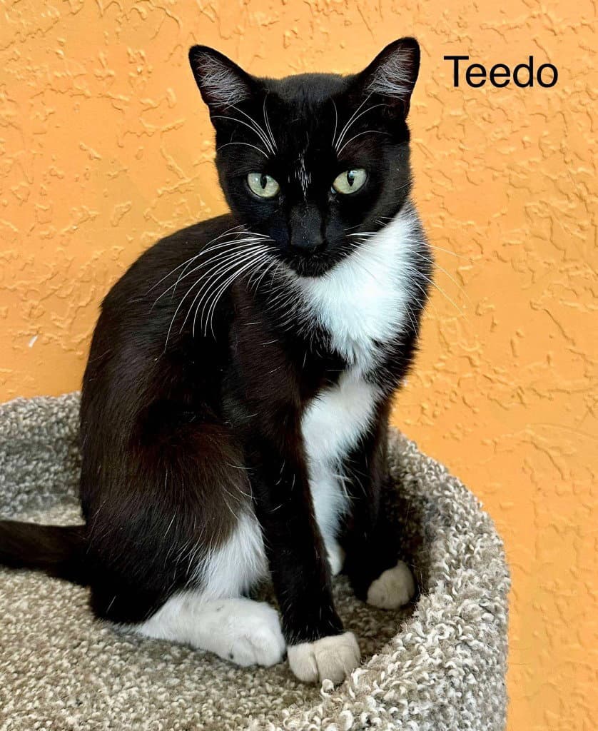 Teedo